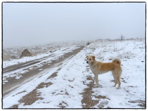 2019-Turkey-656_Nik