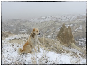 2019-Turkey-688_Nik