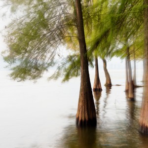 OEM10136_Nik_Nik_dlpw