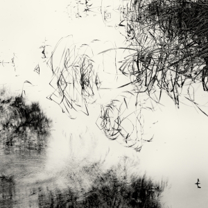 水中的草和树的倒影/Grass and its reflections