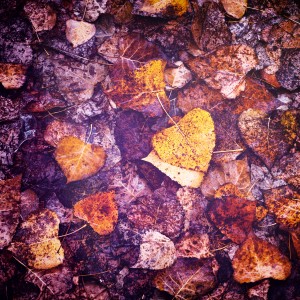 OEM10242_Nik_Nik_dlpw