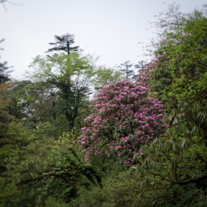 P5090204_Nik