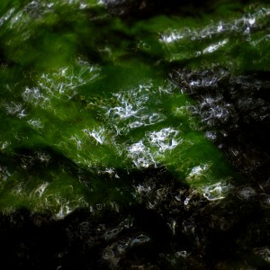 P1000246_Nik