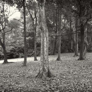L1002367_Nik