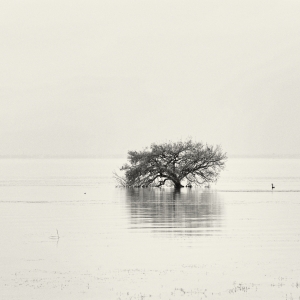 洱海独树/Single tree in lake