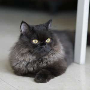 G923737