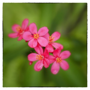 DSF2224_Nik