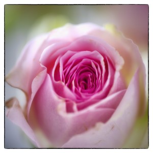 DSF2349_Nik
