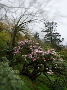 P5090197_Nik