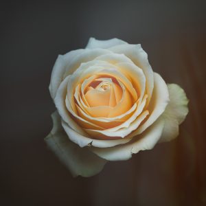 一朵橙黄色玫瑰花，花瓣稍有残破，仍自盛开。
A yellow-orange rose with slightly frayed petals, still in full bloom.