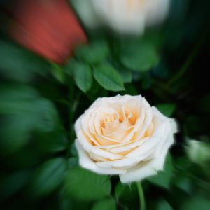 一朵丹橙色的玫瑰花特写。
Close-up of a light-orange rose.