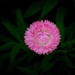 PG920546_Nik