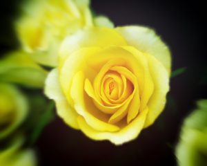 柔光下的一朵黄色玫瑰花。
Close-up of a yellow rose in soft light.