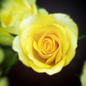 柔光下的一朵黄色玫瑰花。
Close-up of a yellow rose in soft light.