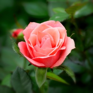 PG920594_Nik
