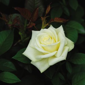 一朵柔嫩的淡黄色玫瑰花。
Close-up of a blossoming soft light-yellow rose.