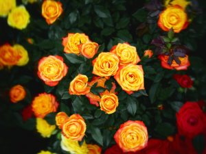 一大捧鲜艳的玫瑰花，有橙红色的、猩红色的和黄色的。
A big bouquet of vibrant roses in redish-orange, scarlet, and yellow.