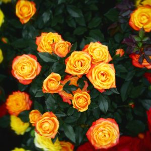 一大捧鲜艳的玫瑰花，有橙红色的、猩红色的和黄色的。
A big bouquet of vibrant roses in redish-orange, scarlet, and yellow.