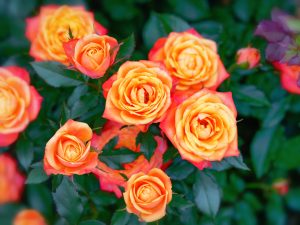 橙红色的玫瑰花花束。
A bouquet of redish-orange roses.