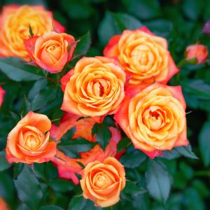 橙红色的玫瑰花花束。
A bouquet of redish-orange roses.