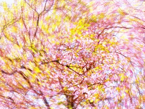PG922355_Nik_Nik