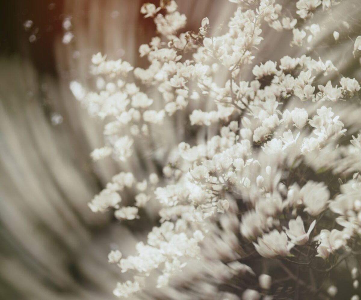 玉兰的影像与印象