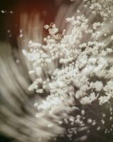 玉兰的影像与印象