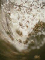 Yulan Magnolia – through lens and mind