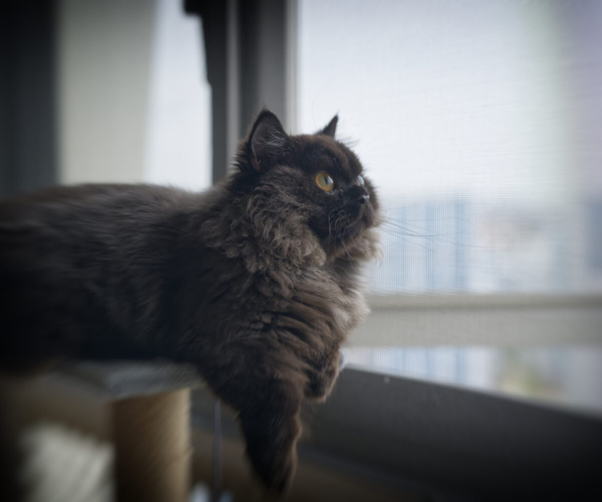 我家的猫咪/Our Cat