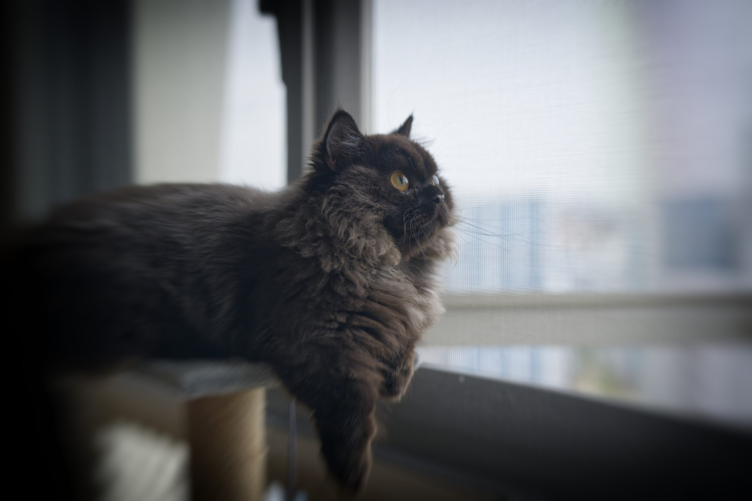 我家的猫咪/Our Cat