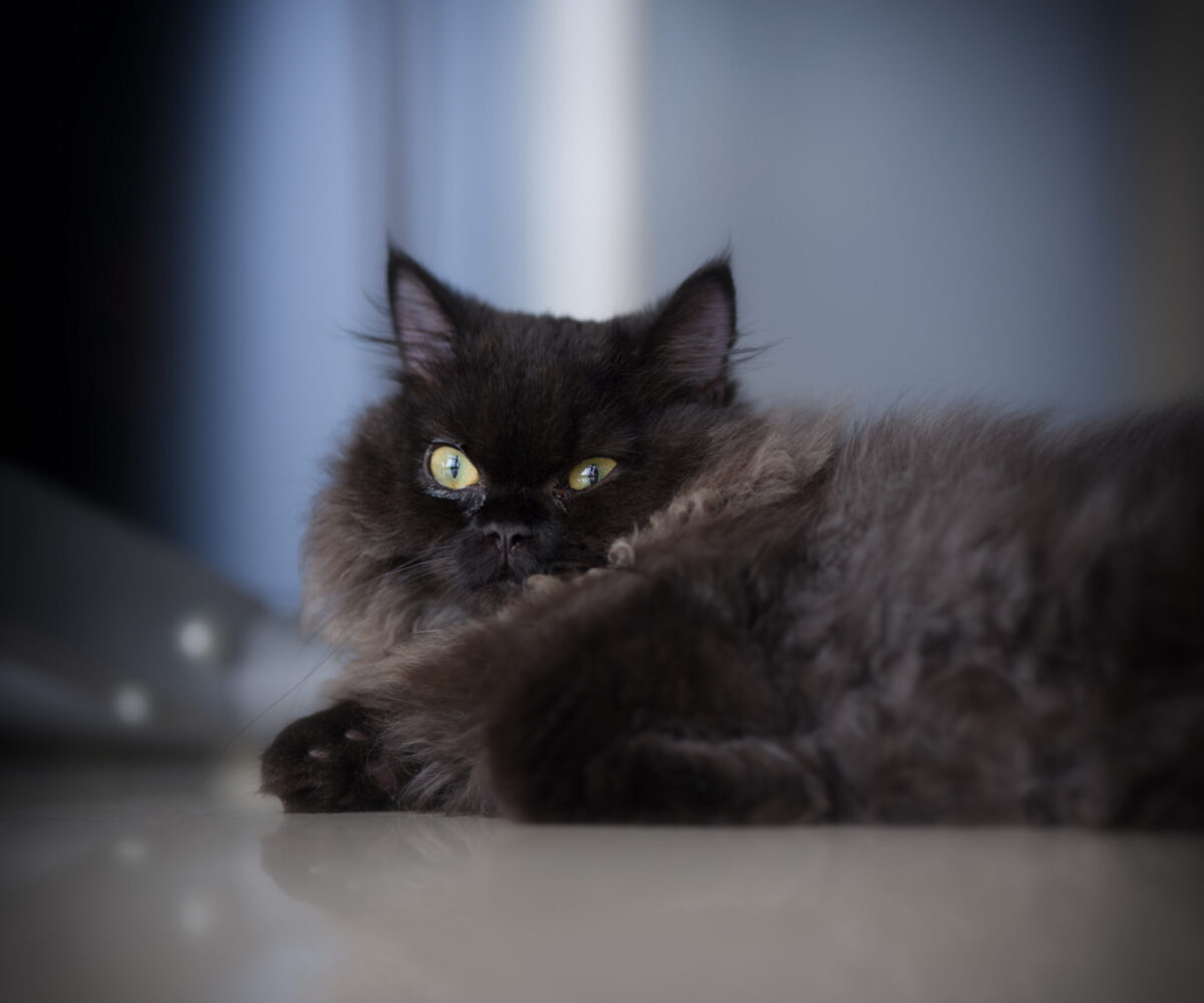 拍猫与器材/Cat and Geer