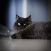 拍猫与器材/Cat and Geer