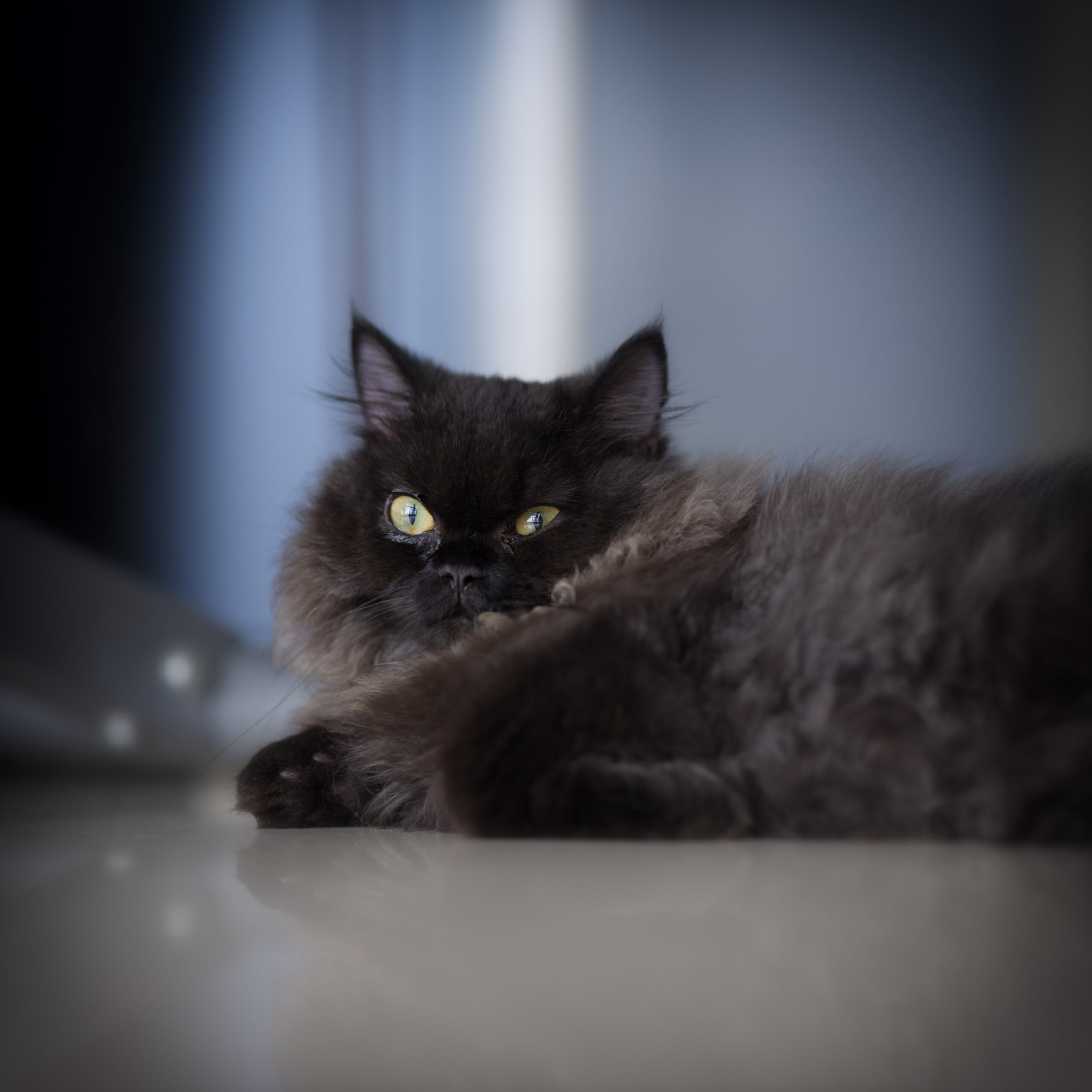 拍猫与器材/Cat and Geer