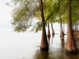 洱海里的树的印象