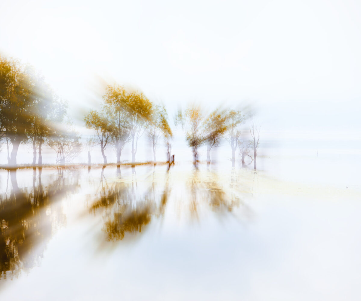 Impression of Trees in Water