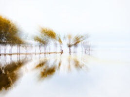 Impression of Trees in Water